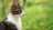cat_left_side