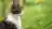cat_left_side